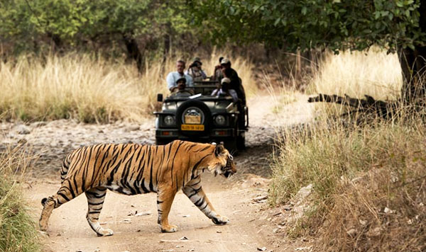 2 Days Ranthambore Tour from Jaipur