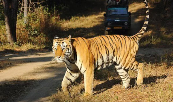 3 Days Ranthambore Tour from Delhi