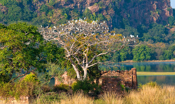 4 Days Ranthambore Tour Package