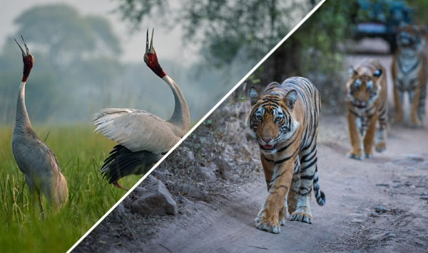 Golden Triangle Tour with Bharatpur and Ranthambore