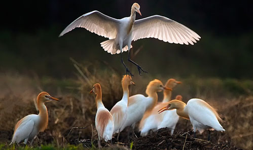 Bharatpur Bird Sanctuary