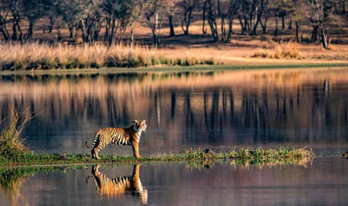 Ranthambore Jungle Safari