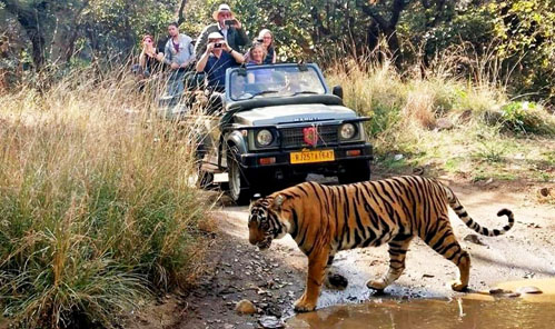 Ranthambore Tiger Safari