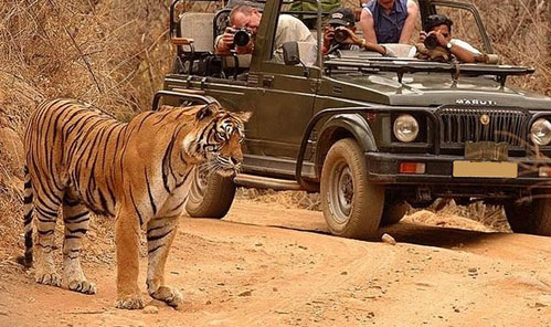 Ranthambore Tour
