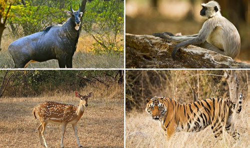 Ranthambore Jungle Safari