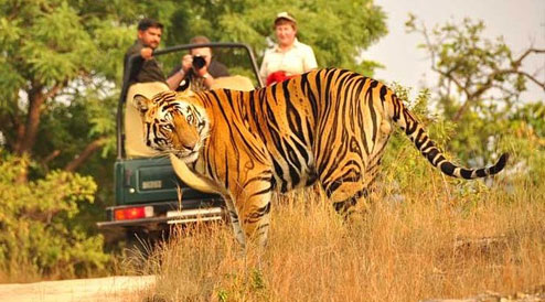 Ranthambore Jeep Safari