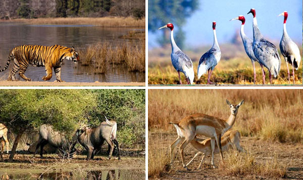 Rajasthan Wildlife Tour
